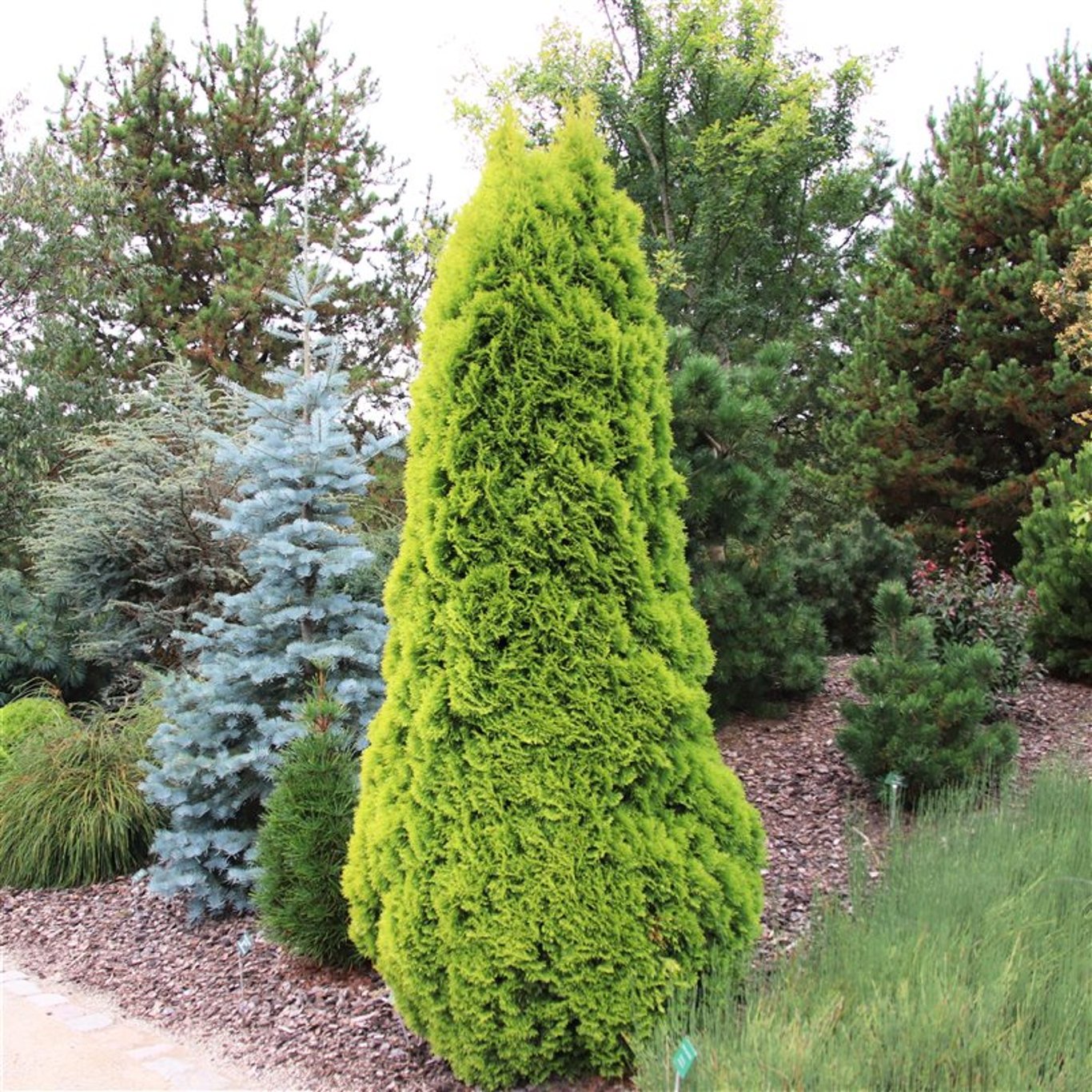 Thuja occ. 'Golden Smaragd' - C3 30-40 CM